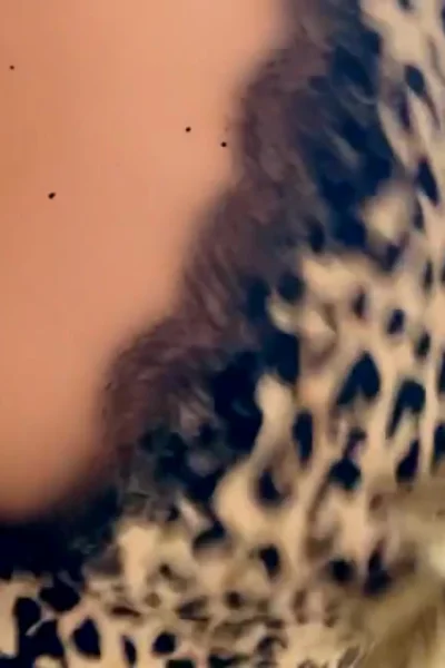 Britt Cuadra easing her big ass in her leopard lingerie